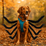 Hauska Furry Koira Halloween Puku - Pelottava Hämähäkkimuotoilu - Uniikki Asu - EmiyoSuomi - Halloween