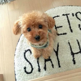 SweetTeddy | Minipentu – realistinen lemmikkikokemus-EmiyoSuomi