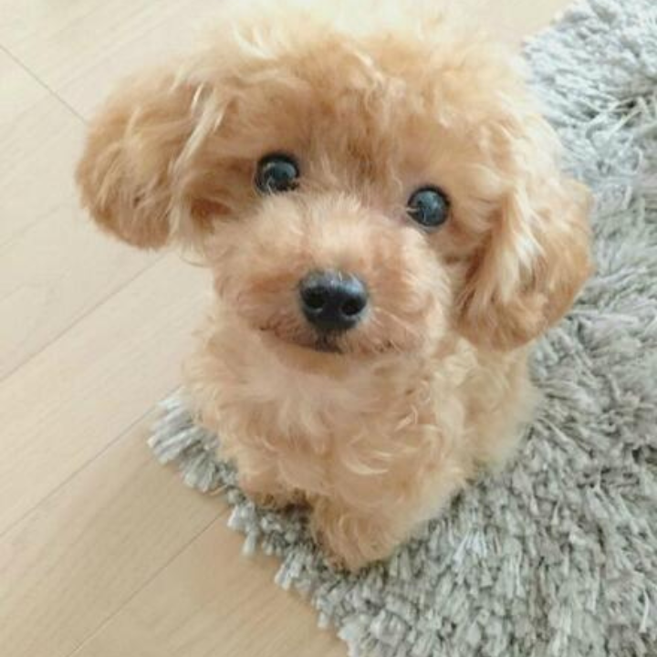 SweetTeddy | Minipentu – realistinen lemmikkikokemus-EmiyoSuomi