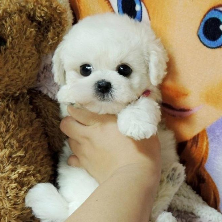 SweetTeddy | Minipentu – realistinen lemmikkikokemus-EmiyoSuomi