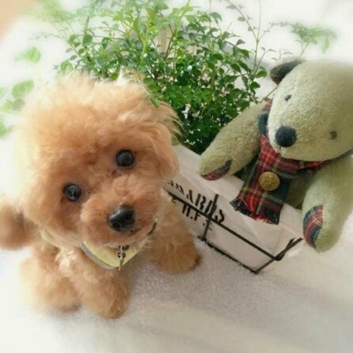 SweetTeddy | Minipentu – realistinen lemmikkikokemus-EmiyoSuomi
